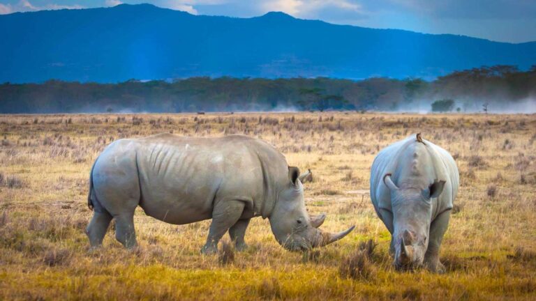 tz-day-trip-safari