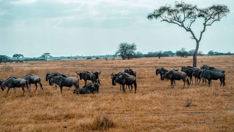 wildbeest